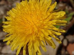 Attēlu rezultāti vaicājumam “Taraxacum suecicum flower”