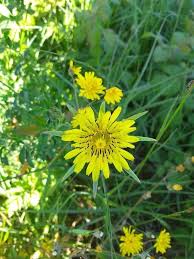 Attēlu rezultāti vaicājumam “Tragopogon heterospermus flower”
