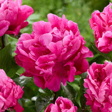 Image result for Pfingstrose