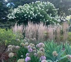 Attēlu rezultāti vaicājumam “Calamagrostis purpurea flower”