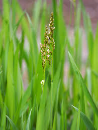 Attēlu rezultāti vaicājumam “Hierochloe odorata”