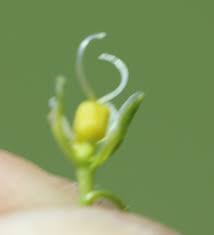 Attēlu rezultāti vaicājumam “Gypsophila paniculata bud”