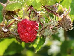 Attēlu rezultāti vaicājumam “Rubus idaeus fruit”