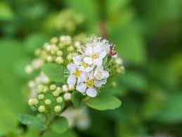 Attēlu rezultāti vaicājumam “Spiraea chamaedryfolia flower”