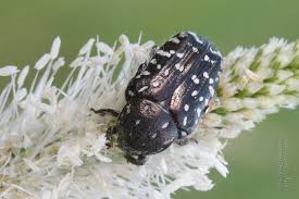 Attēlu rezultāti vaicājumam “Oxythyrea funesta imago”