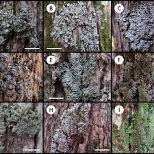 Attēlu rezultāti vaicājumam “Physconia detersa”