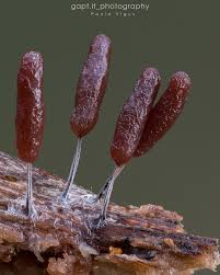 Attēlu rezultāti vaicājumam “Stemonitopsis typhina”