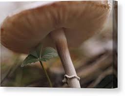 Attēlu rezultāti vaicājumam “Macrolepiota procera”