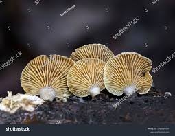 Attēlu rezultāti vaicājumam “Panellus stipticus”