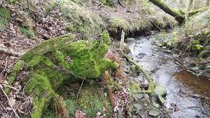 Attēlu rezultāti vaicājumam “Odontoschisma denudatum cells”