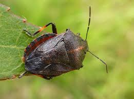 Attēlu rezultāti vaicājumam “Jalla dumosa”