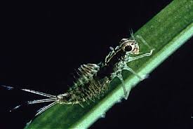 Attēlu rezultāti vaicājumam “Ephemeroptera larvae”