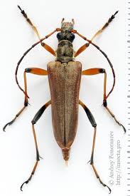 Attēlu rezultāti vaicājumam “Stenocorus meridianus”