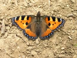 Image result for Small Tortoiseshell