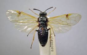 Attēlu rezultāti vaicājumam “Arge ustulata”