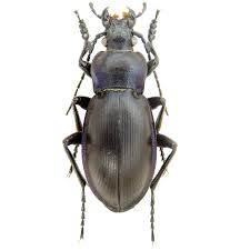 Attēlu rezultāti vaicājumam “Carabus glabratus”
