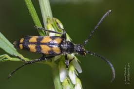 Attēlu rezultāti vaicājumam “Leptura quadrifasciata”