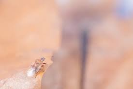 Attēlu rezultāti vaicājumam “Kleidocerys resedae imago”