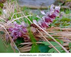 Attēlu rezultāti vaicājumam “Lathraea squamaria flower”