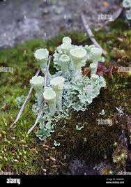 Attēlu rezultāti vaicājumam “Cladonia deformis”