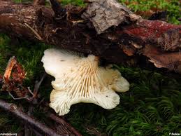 Attēlu rezultāti vaicājumam “Lentinus suavissimus”