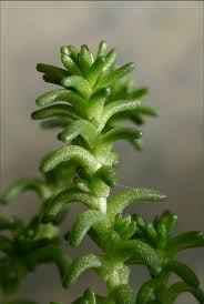 Attēlu rezultāti vaicājumam “Sedum acre bud”