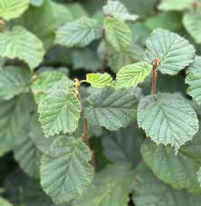 Attēlu rezultāti vaicājumam “Corylus avellana leaf”