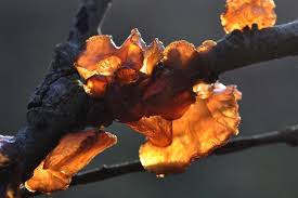 Attēlu rezultāti vaicājumam “Exidia recisa”