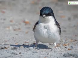 Attēlu rezultāti vaicājumam “Delichon urbicum”