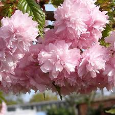Attēlu rezultāti vaicājumam “Prunus (sakura)”