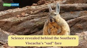 Image result for viscacha