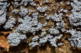 Attēlu rezultāti vaicājumam “Badhamia affinis spores”