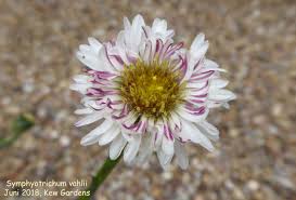 Attēlu rezultāti vaicājumam “Symphyotrichum x salignum flower”