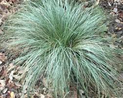 Attēlu rezultāti vaicājumam “Carex ornithopoda leaf”