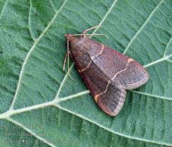 Attēlu rezultāti vaicājumam “Hypsopygia glaucinalis”