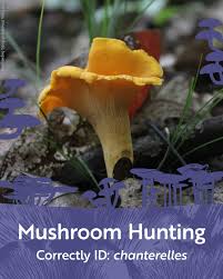 Attēlu rezultāti vaicājumam “Cantharellus cibarius”