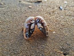 Attēlu rezultāti vaicājumam “Idaea muricata”