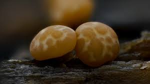 Attēlu rezultāti vaicājumam “Diderma montanum macro”