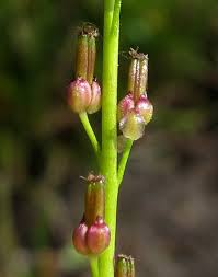 Attēlu rezultāti vaicājumam “Triglochin palustre”