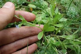 Attēlu rezultāti vaicājumam “Myosotis laxa subsp. baltica”