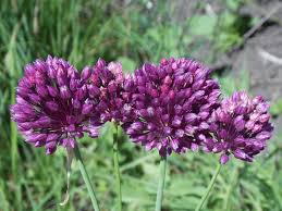 Attēlu rezultāti vaicājumam “Allium scorodoprasum”