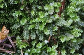 Attēlu rezultāti vaicājumam “Plagiothecium succulentum”