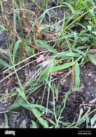 Attēlu rezultāti vaicājumam “Digitaria ischaemum”