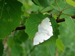 Attēlu rezultāti vaicājumam “Lomographa bimaculata”
