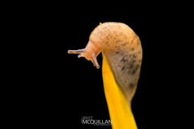 Attēlu rezultāti vaicājumam “Lycogala convexum macro”