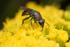 Attēlu rezultāti vaicājumam “Hedychrum sp.”