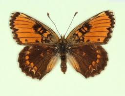 Attēlu rezultāti vaicājumam “Melitaea cinxia upperside”