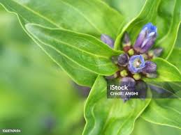 Attēlu rezultāti vaicājumam “Gentiana cruciata”