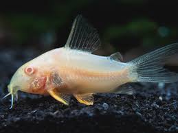 Image result for fish corydoras