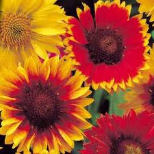 Image result for Gaillardia amblyodon